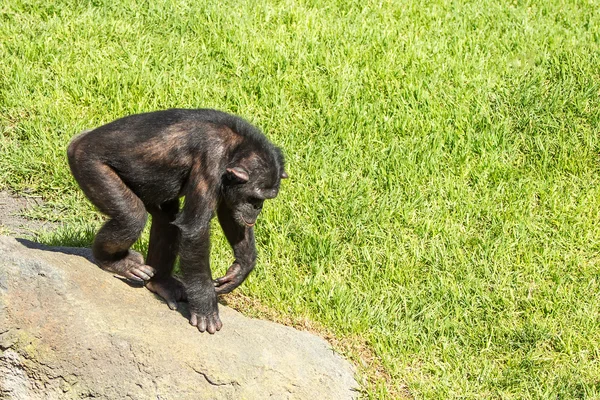 Pan troglodytes — Zdjęcie stockowe