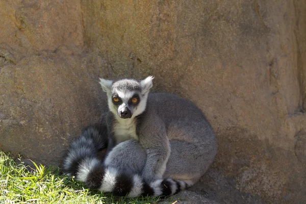 Lémur de ratón marrón (Microcebus rufus ) — Foto de Stock