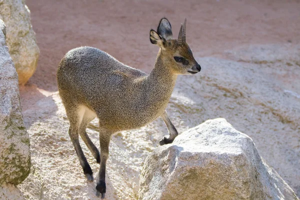 Madoqua kirkii