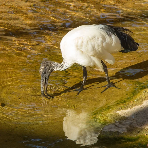 Heiliger Ibis — Stockfoto