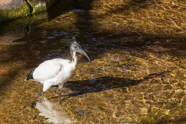 Sagrado ibis — Foto de Stock