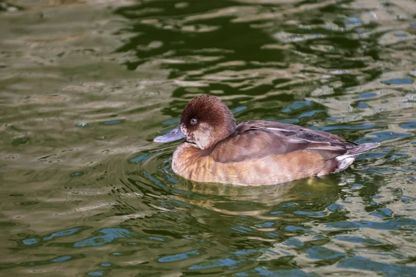 Witoogeend, aythya ferina, één mannetje op water, warwickshire — Stockfoto