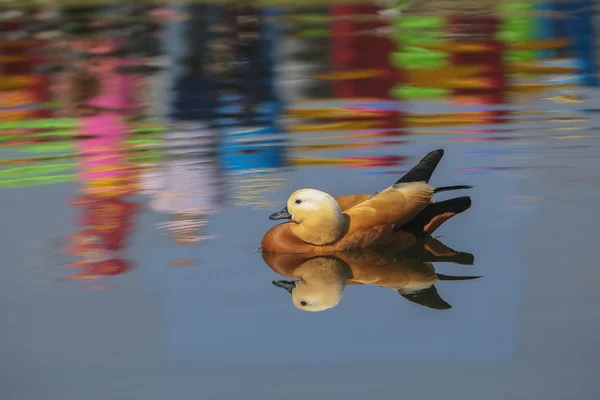 Tadorna ferruginea — Stok fotoğraf