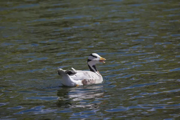 Eine Barschkopf-Gans, Anser Indicus, Vorderansicht, auf grünem Wasser. — Stockfoto