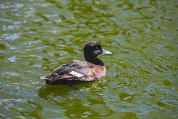 Tufted duck, Aythya fuligula — Stock Photo, Image