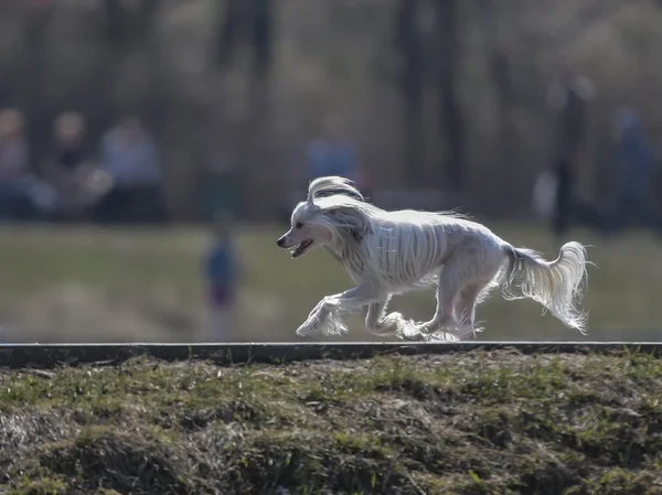 Chinesischer Haubenhund — Stockfoto