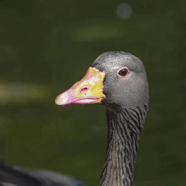 水に浮かぶ灰色のガチョウ — ストック写真