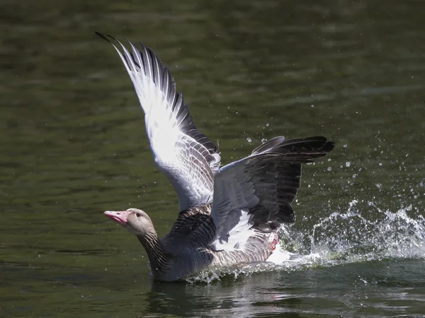 Grey Goose floating on water — Stock Photo, Image