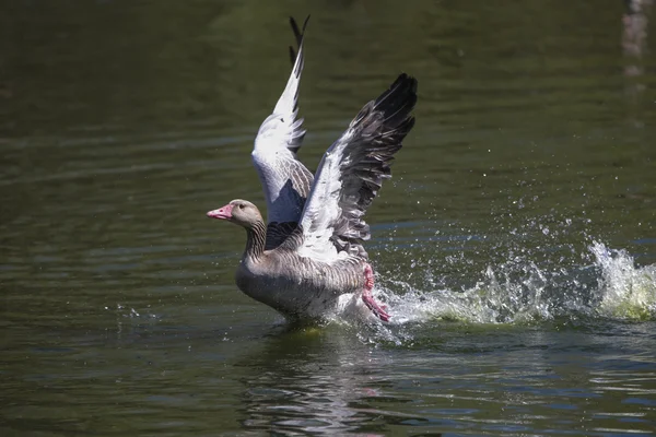 Grijs ganzendons drijvend op het water — Stockfoto