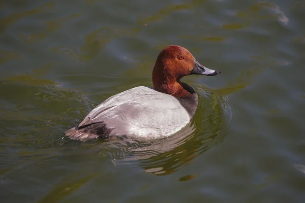 Polák velký, aythya ferina, jediný muž na vodě, warwickshire — Stock fotografie