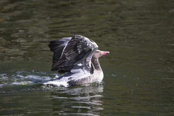 Grå gåsen flyter på vatten — Stockfoto