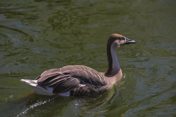 Un ganso cisne (anser cygnoides) nadando — Foto de Stock