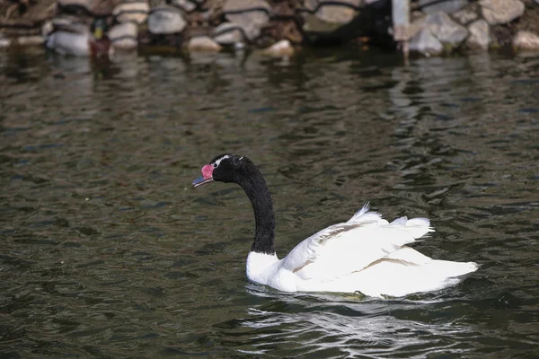 Cisne —  Fotos de Stock