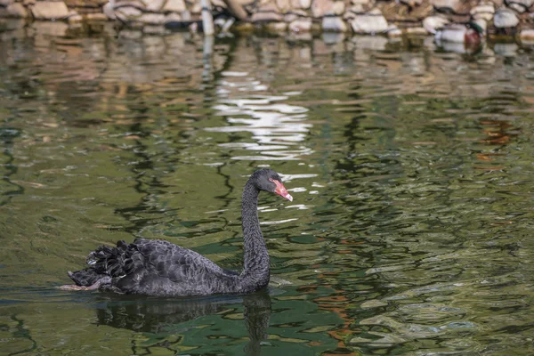 Cisne negro —  Fotos de Stock