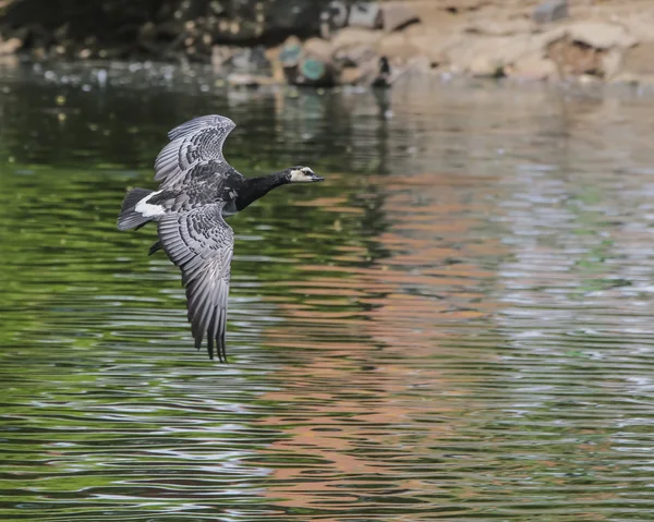 Schlangengans im Flug — Stockfoto