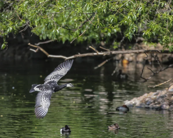 Schlangengans im Flug — Stockfoto