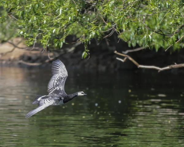 Barnacle Goose en vuelo — Foto de Stock