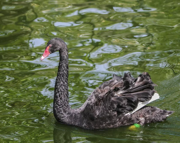 Der rote schnabelschwarze Schwan auf dem Wasser — Stockfoto