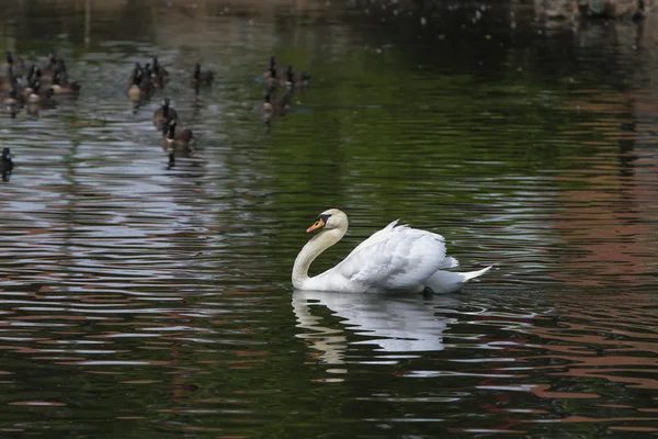 Cigno bianco galleggia nell'acqua blu del lago — Foto Stock