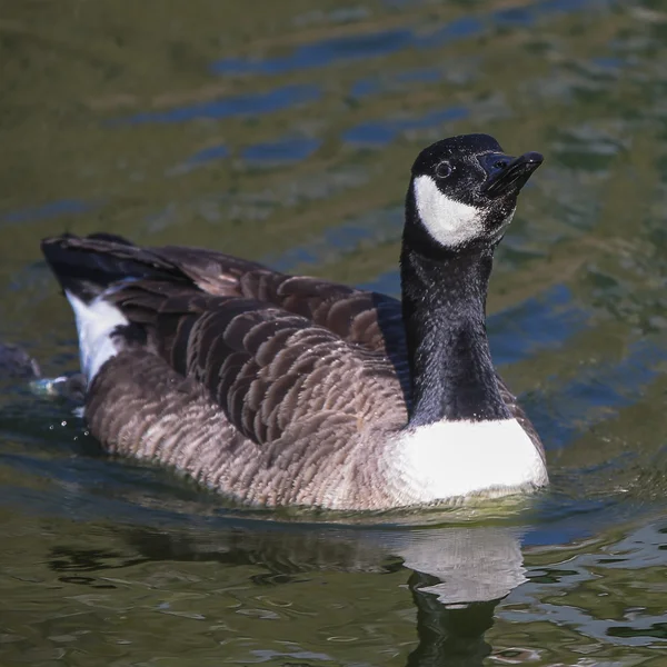 Berneška bělolící — Stock fotografie