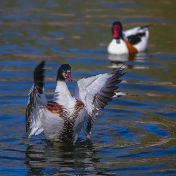 Volare dell'oca selvatica (tadorna tadorna ) — Foto Stock