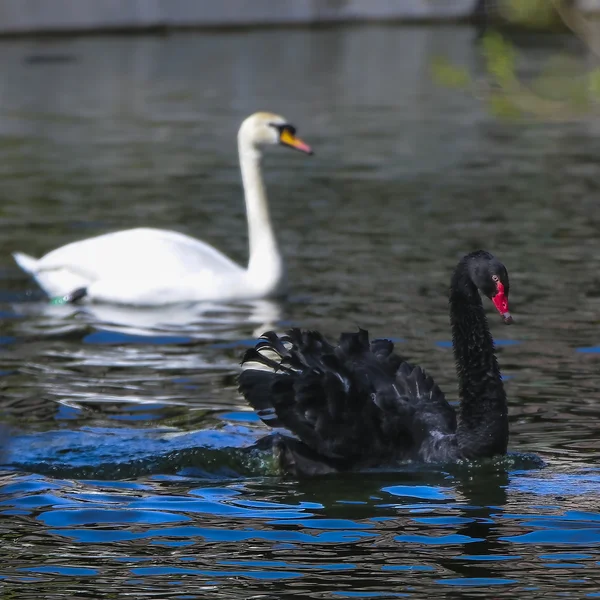 El pico rojo cisne negro en el agua —  Fotos de Stock