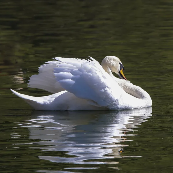 Cisne blanco —  Fotos de Stock