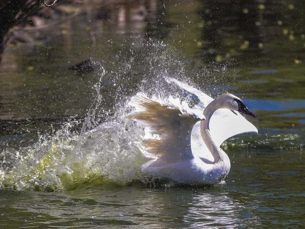 Cisne blanco —  Fotos de Stock