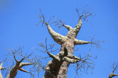 Baobab