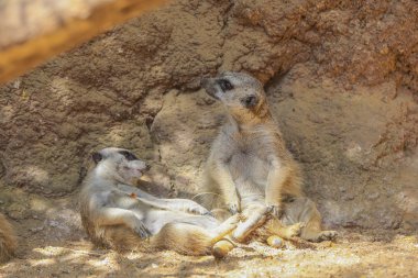 Meerkat veya Suricate (Suricata suricatta)