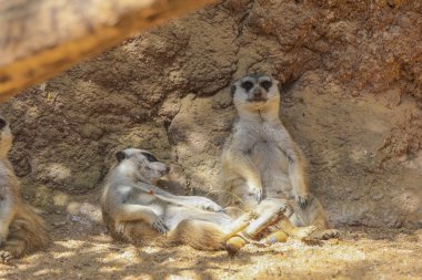 Meerkat veya Suricate (Suricata suricatta)