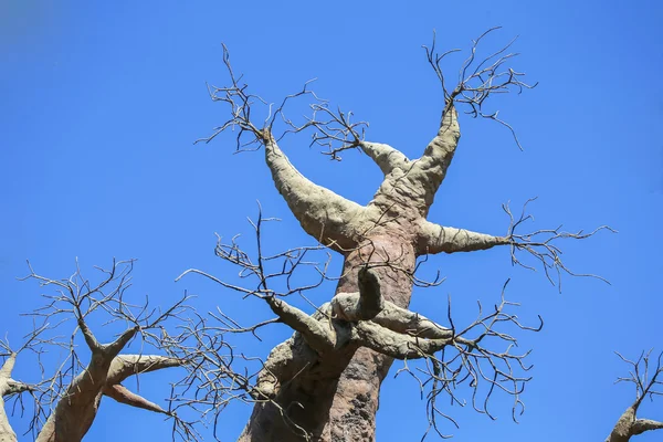 Baobab — Stockfoto