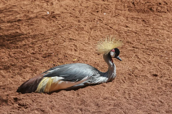 Żuraw siwy (Balearica regulorum)). — Zdjęcie stockowe