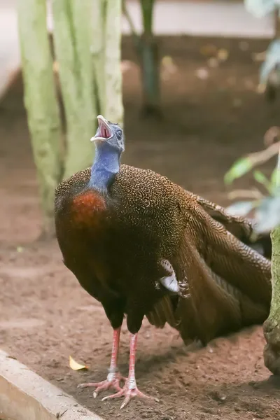 Peafowl indiano ou pavão azul (Pavo cristatus) — Fotografia de Stock