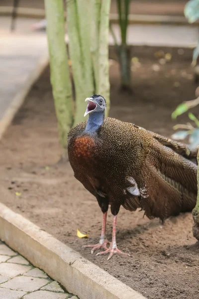 印度的孔雀鸟或蓝孔雀(Pavo cristatus)) — 图库照片