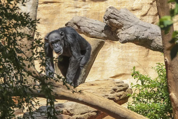 Ontspannen gorilla — Stockfoto