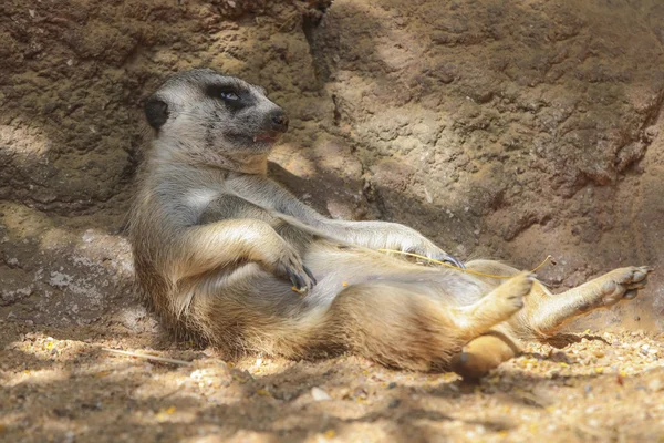 Meerkat veya Suricate (Suricata suricatta) — Stok fotoğraf