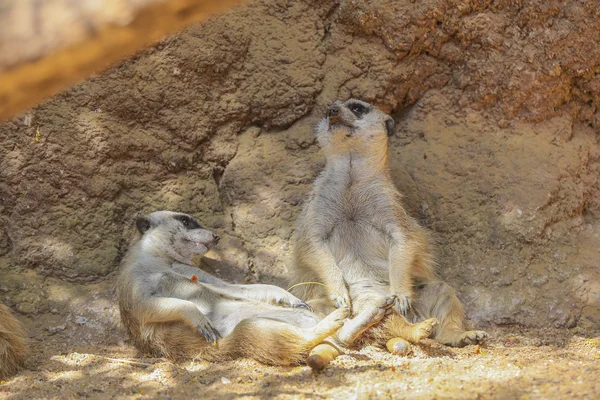 Meerkat o Suricate (Suricata suricatta) — Foto de Stock