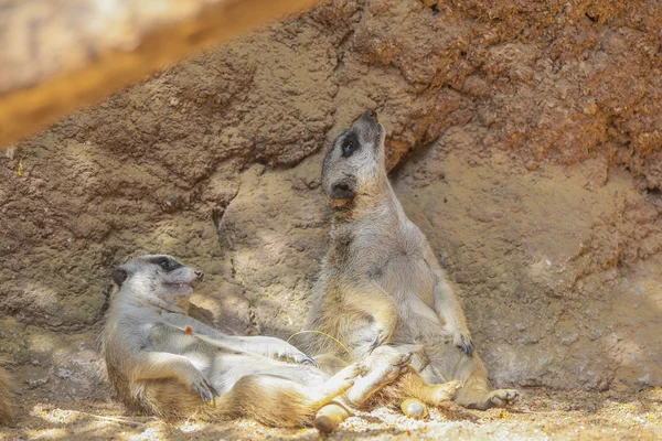 Meerkat或Suricate (Suicata suricatta)) — 图库照片