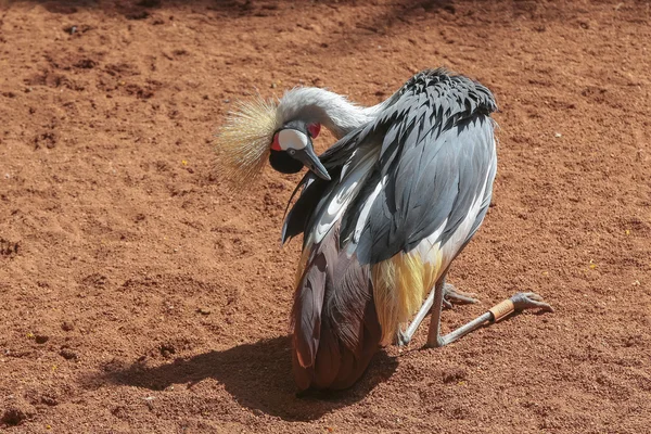 Witte gekroonde kraanvogel (Balearica regulorum)). — Stockfoto