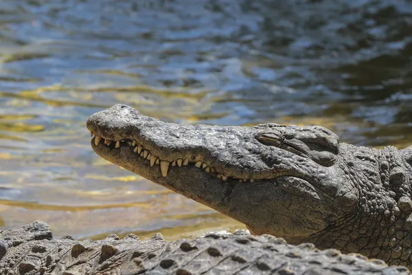 Nijlkrokodil of gemeenschappelijke krokodil — Stockfoto