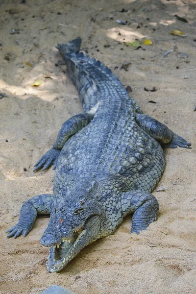 Nijlkrokodil of gemeenschappelijke krokodil — Stockfoto