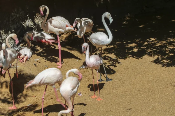 Flamingo-gigante (Phoenicopterus roseus ) — Fotografia de Stock