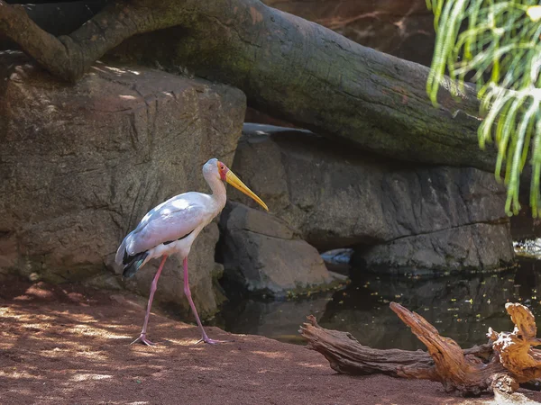 Cegonha-de-bico-amarelo (Mycteria ibis ) — Fotografia de Stock