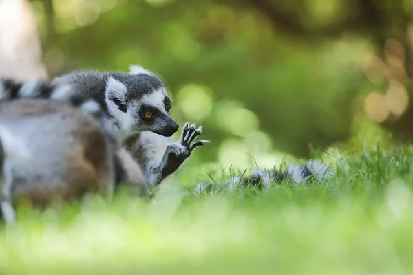 Limone dalla coda ad anello (Lemur catta) — Foto Stock