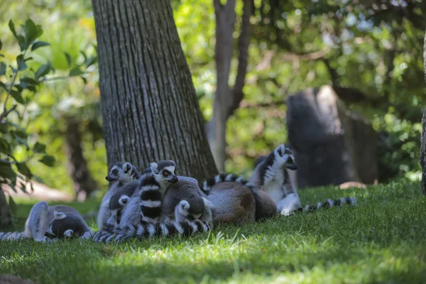 Halka kuyruklu lemur (Lemur catta) — Stok fotoğraf