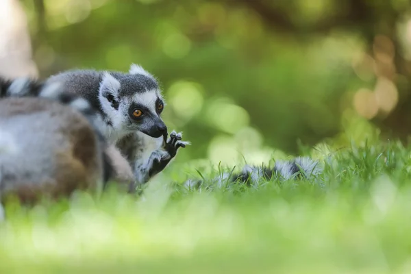 Lémur cola anillada (Lemur catta) — Foto de Stock