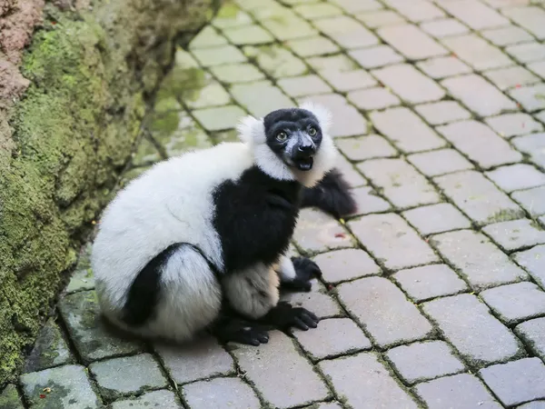 Zbliżenie: lemur wari czarno-biały — Zdjęcie stockowe