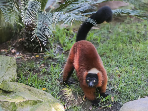 Red-bellied Lemur (Eulemur rubriventer) — Stockfoto