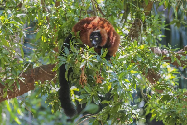 Lemur de vientre rojo (Eulemur rubriventer ) — Foto de Stock